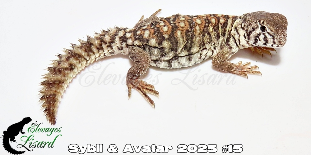 Élevages Lisard - Sybil&Avatar2025#15
