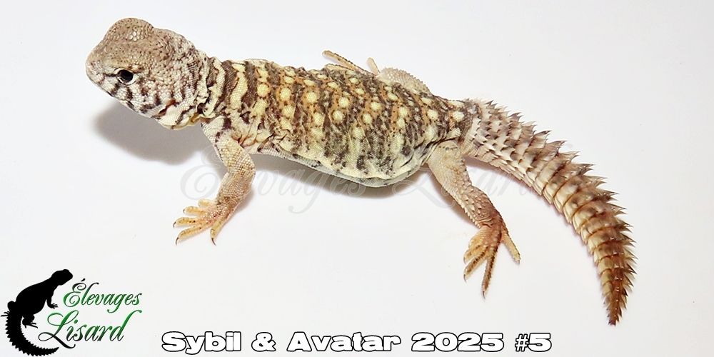 Élevages Lisard - Sybil&Avatar2025#5