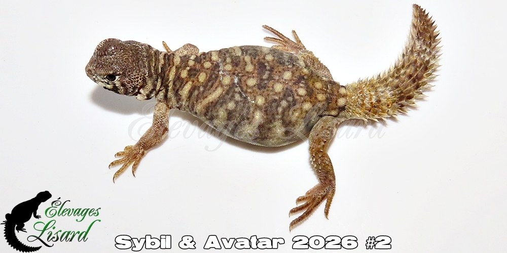 Élevages Lisard - Sybil&Avatar2026#2