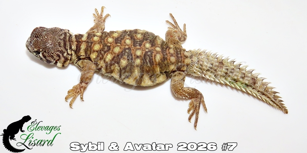 Élevages Lisard - Sybil&Avatar2026#7