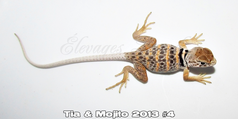 Élevages Lisard - Tia&Mojito2013#4