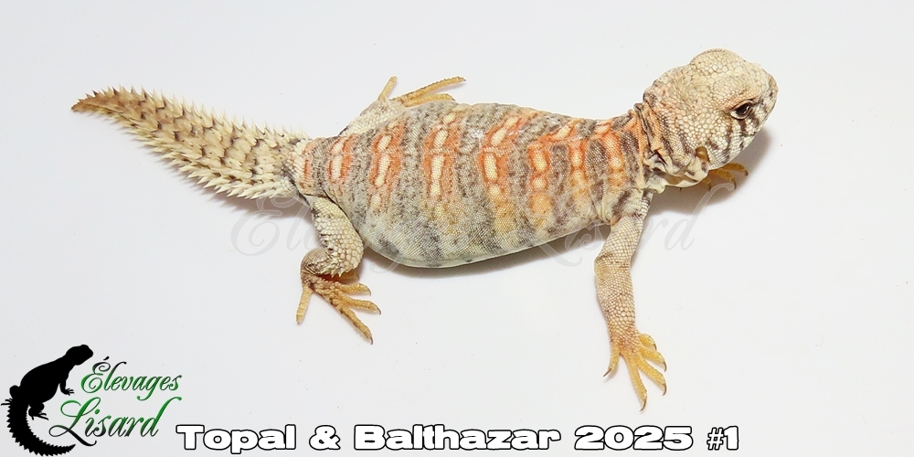 Élevages Lisard - Topal&Balthazar2025#1