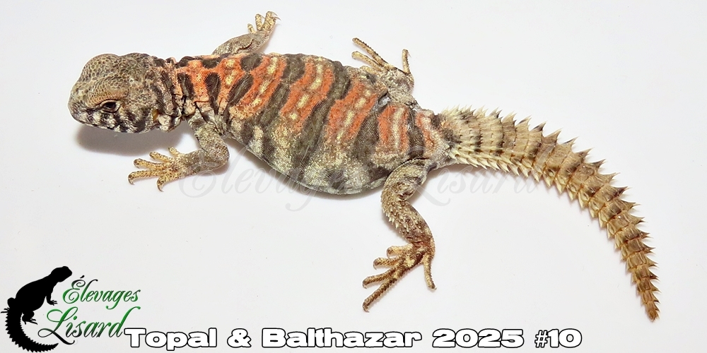 Élevages Lisard - Topal&Balthazar2025#10