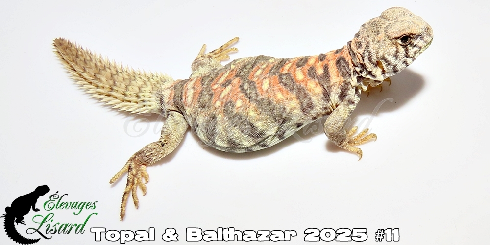 Élevages Lisard - Topal&Balthazar2025#11