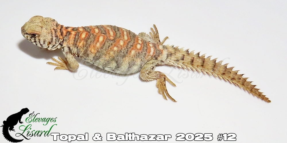 Élevages Lisard - Topal&Balthazar2025#12
