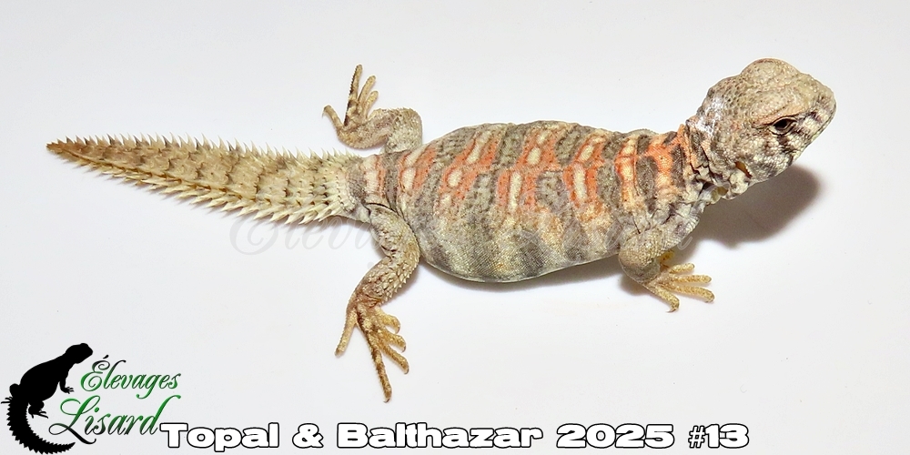 Élevages Lisard - Topal&Balthazar2025#13