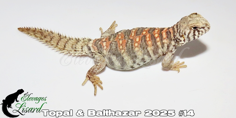 Élevages Lisard - Topal&Balthazar2025#14