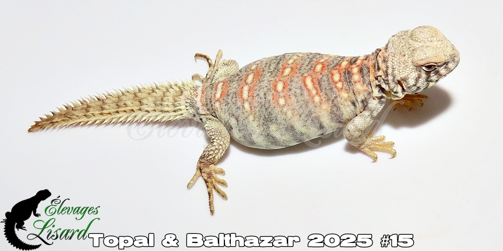 Élevages Lisard - Topal&Balthazar2025#15