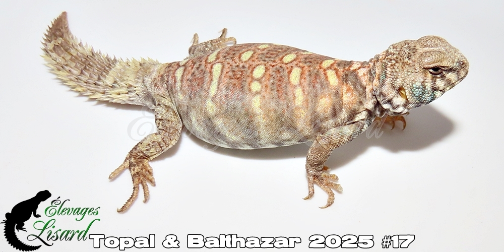 Élevages Lisard - Topal&Balthazar2025#17