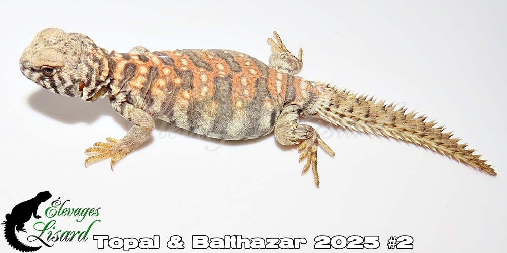 Élevages Lisard - Topal&Balthazar2025#2