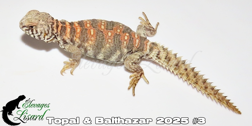 Élevages Lisard - Topal&Balthazar2025#3