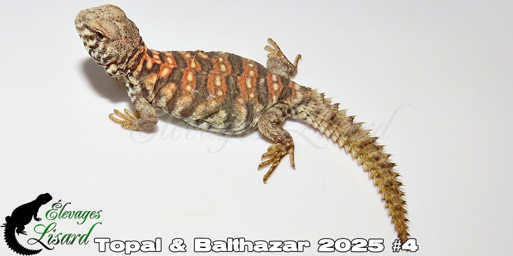 Élevages Lisard - Topal&Balthazar2025#4