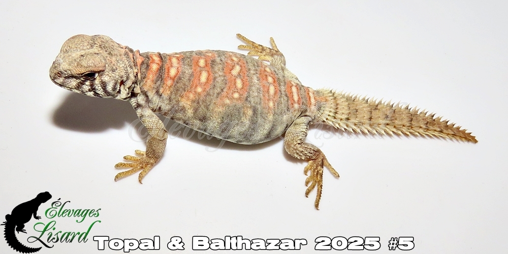 Élevages Lisard - Topal&Balthazar2025#5