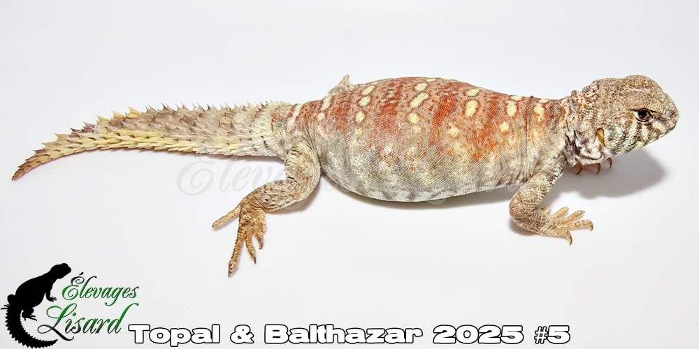 Élevages Lisard - Topal&Balthazar2025#5