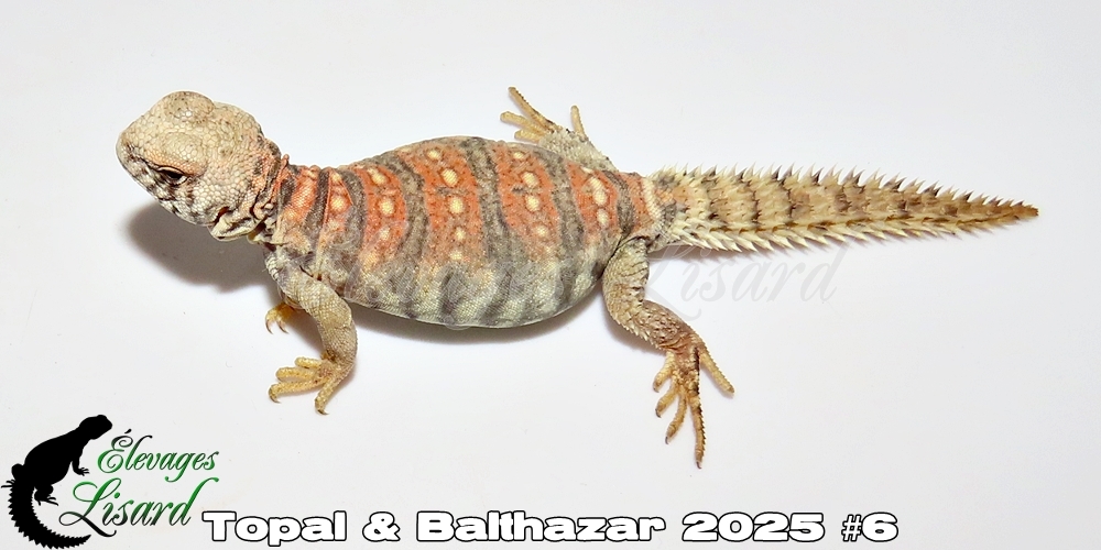 Élevages Lisard - Topal&Balthazar2025#6