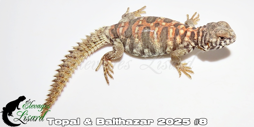 Élevages Lisard - Topal&Balthazar2025#8