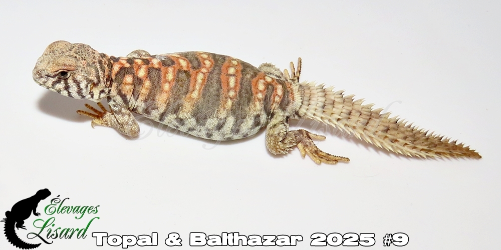 Élevages Lisard - Topal&Balthazar2025#9