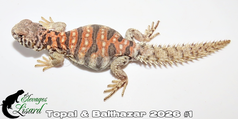 Élevages Lisard - Topal&Balthazar2026#1