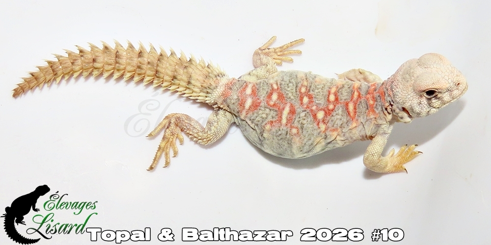 Élevages Lisard - Topal&Balthazar2026#10