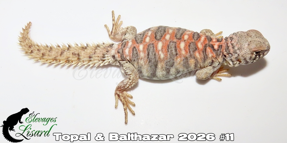 Élevages Lisard - Topal&Balthazar2026#11