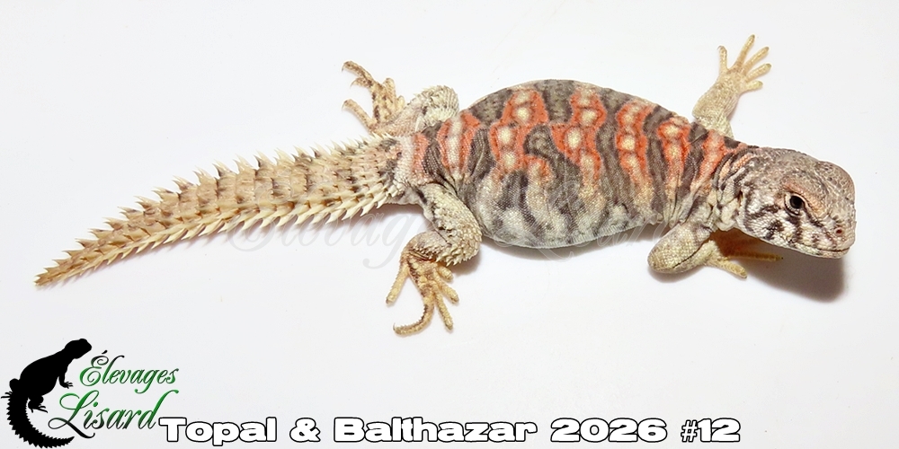 Élevages Lisard - Topal&Balthazar2026#12