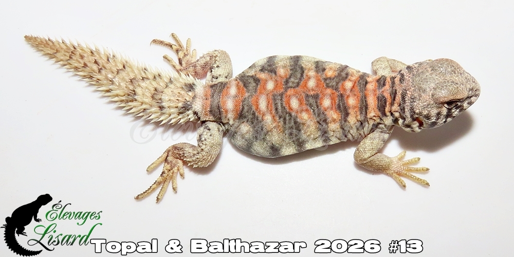 Élevages Lisard - Topal&Balthazar2026#13