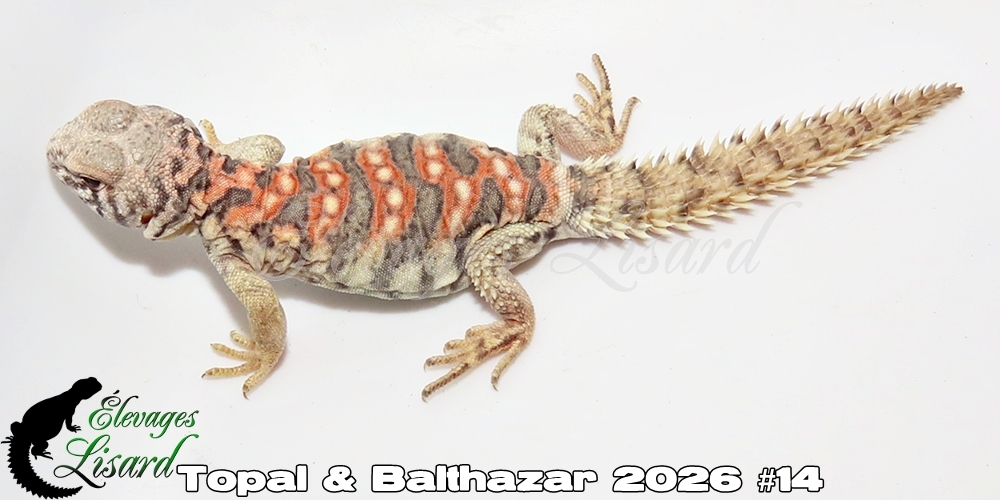 Élevages Lisard - Topal&Balthazar2026#14