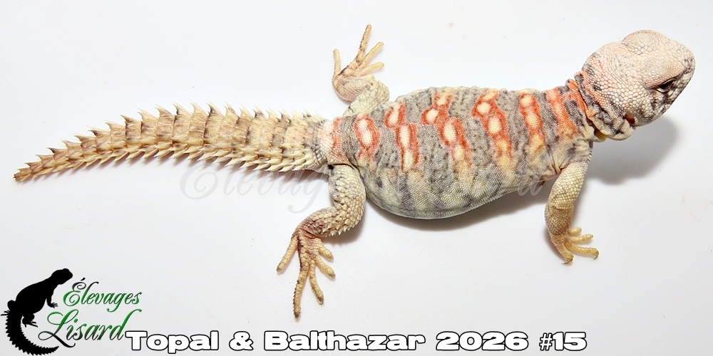 Élevages Lisard - Topal&Balthazar2026#15