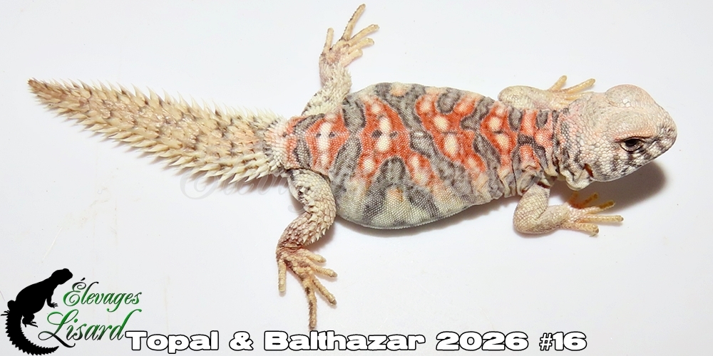 Élevages Lisard - Topal&Balthazar2026#16