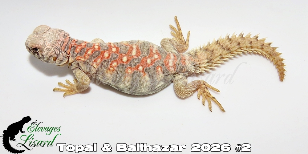 Élevages Lisard - Topal&Balthazar2026#2