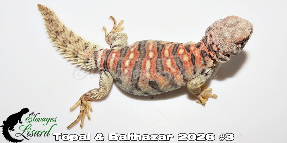 Élevages Lisard - Topal&Balthazar2026#3