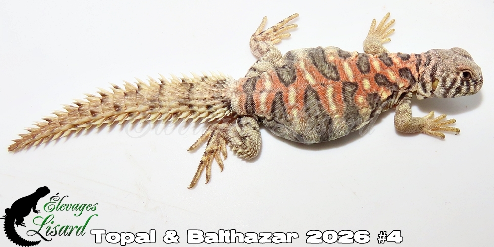 Élevages Lisard - Topal&Balthazar2026#4
