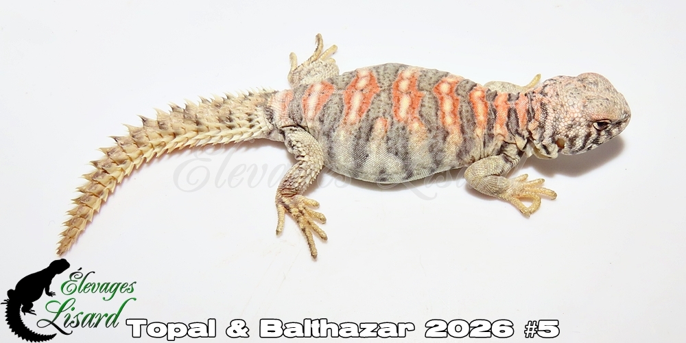 Élevages Lisard - Topal&Balthazar2026#5
