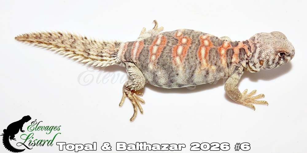 Élevages Lisard - Topal&Balthazar2026#6