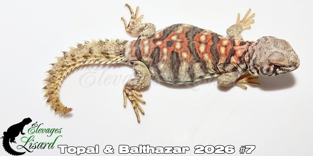 Élevages Lisard - Topal&Balthazar2026#7
