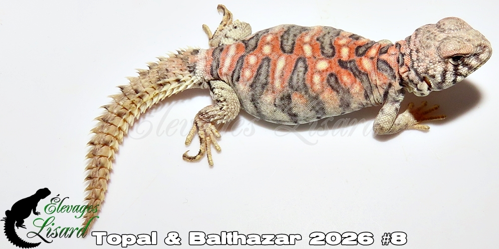 Élevages Lisard - Topal&Balthazar2026#8