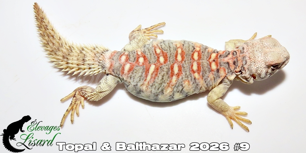 Élevages Lisard - Topal&Balthazar2026#9