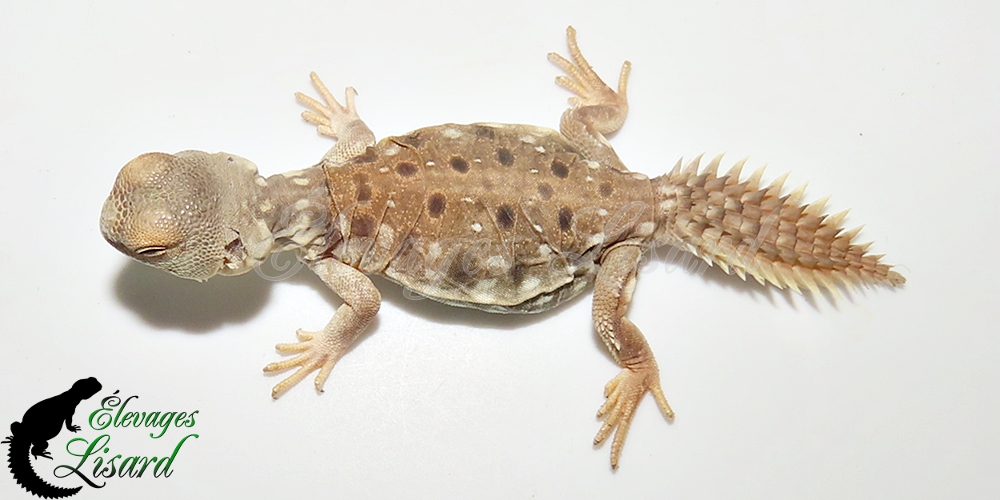 Élevages Lisard - UromastyxPrinceps20252025#1