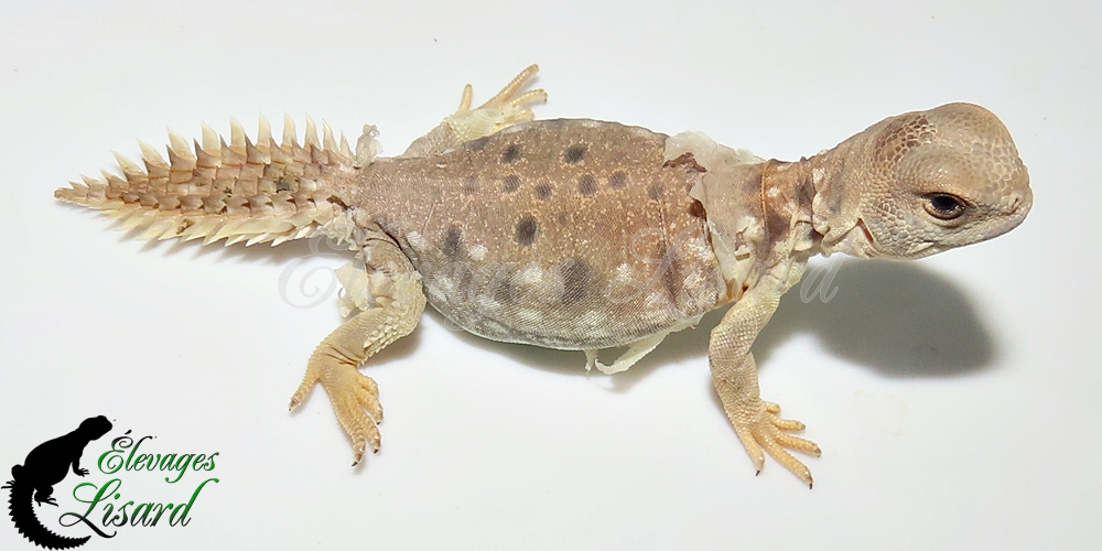 Élevages Lisard - UromastyxPrinceps20252025#2