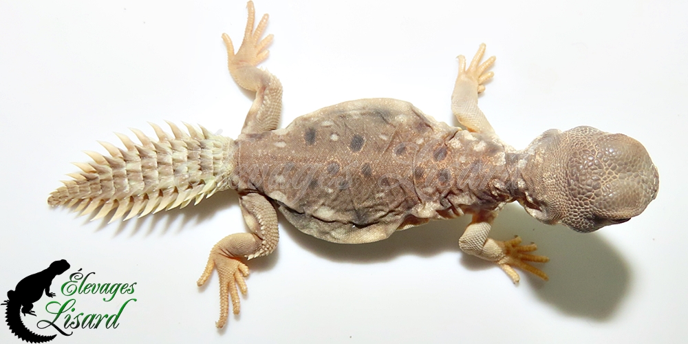 Élevages Lisard - UromastyxPrinceps20252025#3