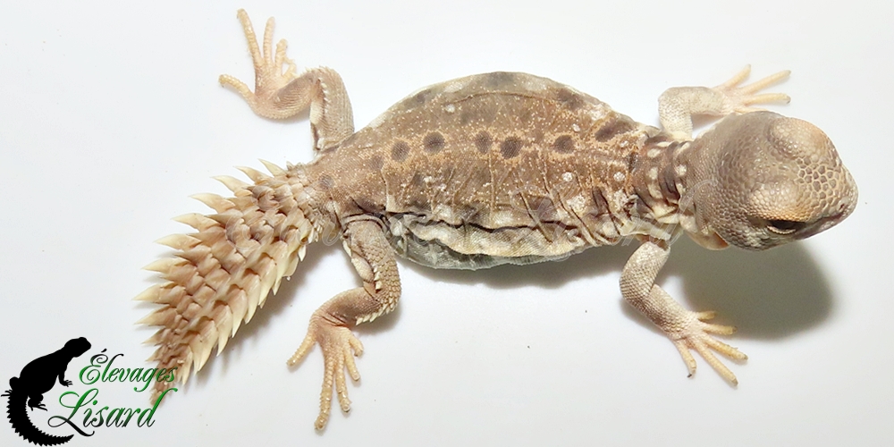 Élevages Lisard - UromastyxPrinceps20252025#4