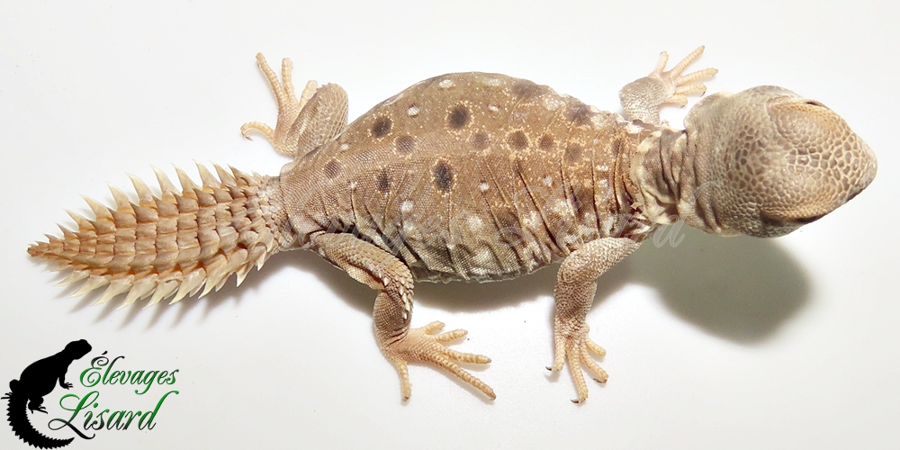 Élevages Lisard - UromastyxPrinceps20252025#5