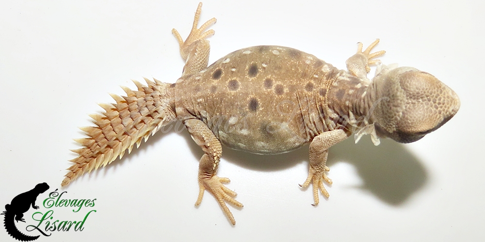 Élevages Lisard - UromastyxPrinceps20252025#6