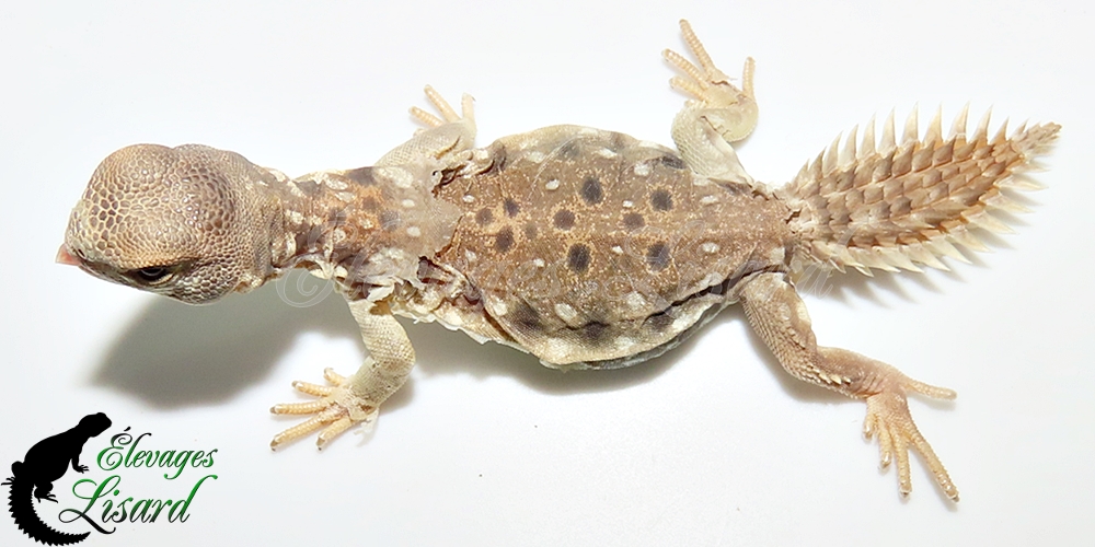 Élevages Lisard - UromastyxPrinceps20252025#7