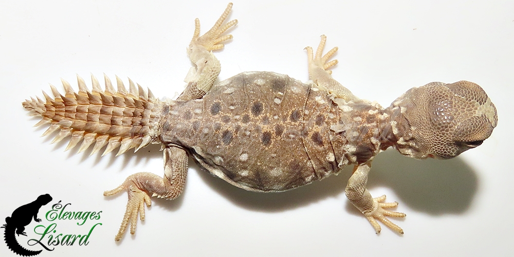 Élevages Lisard - UromastyxPrinceps20252025#8